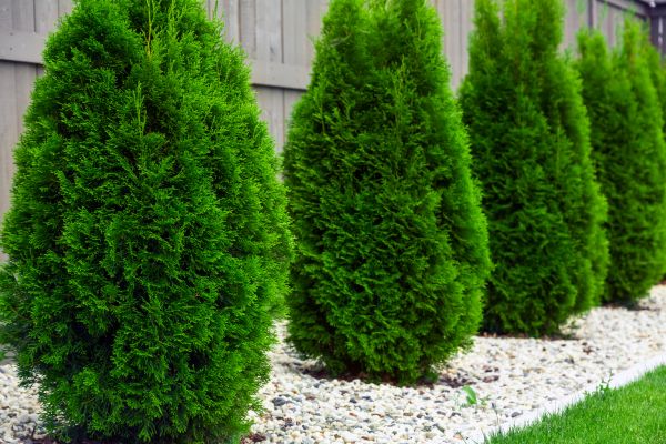 Arborvitae Planting in Sioux Falls