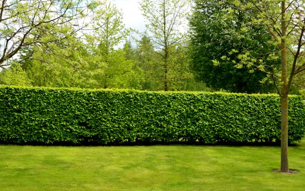 Hedge Planting in Sioux Falls