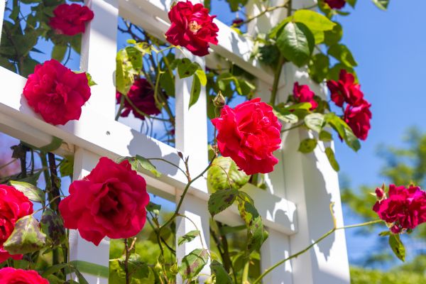 Home Gardening Service in Sioux Falls