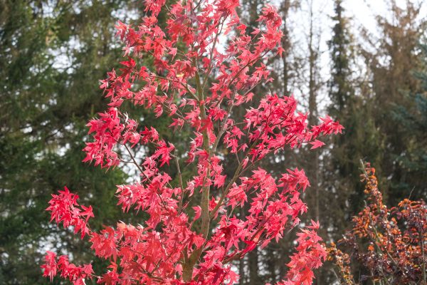 Japanese Maple Planting in Sioux Falls