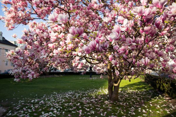 Magnolia Tree Planting in Sioux Falls