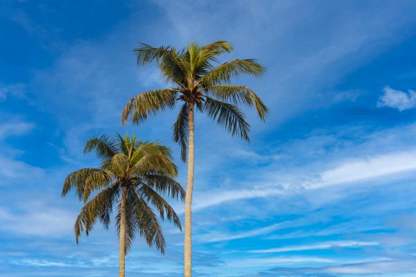 Palm Tree Planting in Sioux Falls