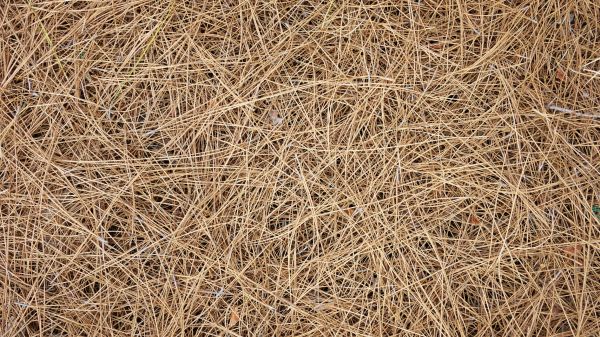 Pine Needles Delivery in Sioux Falls