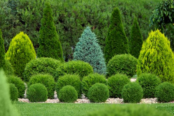 Shrub Replacement in Sioux Falls
