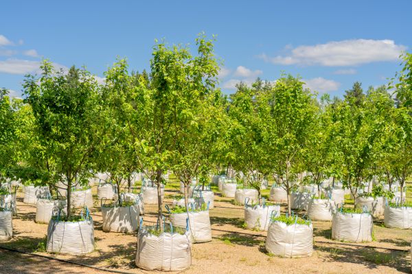 Tree Planting Service in Sioux Falls