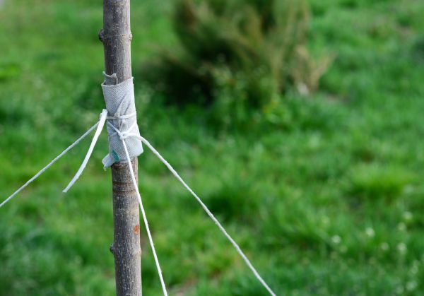 Tree Staking Service in Sioux Falls