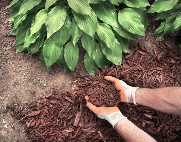 Shredded Mulch Service in Sioux Falls