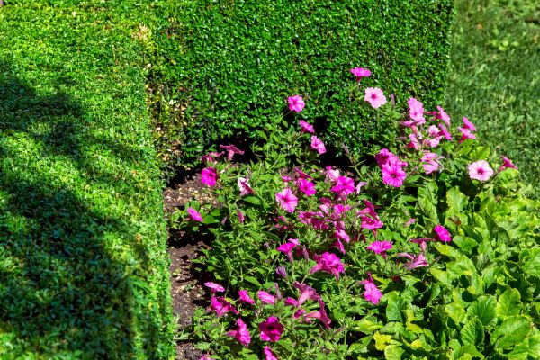 Softscaping Service in Sioux Falls