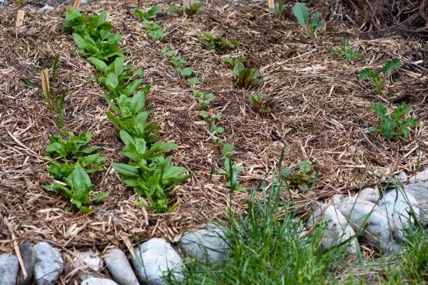 Mulch Service in Sioux Falls