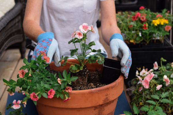 Plant Care Service in Sioux Falls
