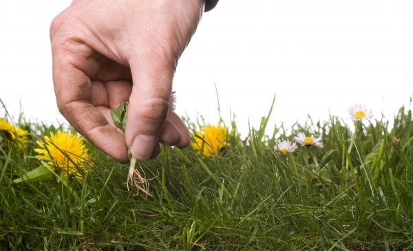 Lawn Weeding in Sioux Falls