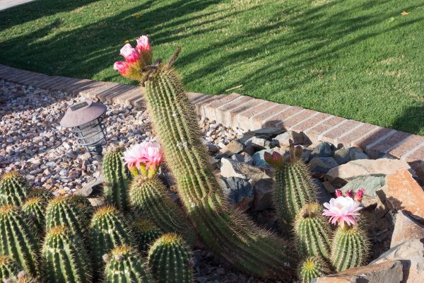 Desert Landscaping in Sioux Falls