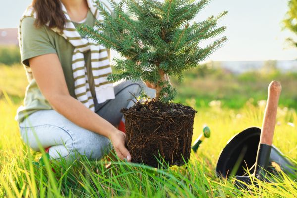 Spruce Tree Planting in Sioux Falls