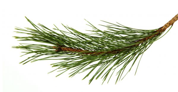 Pine Needles Installation in Sioux Falls