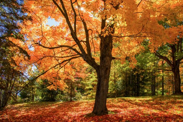 Maple Tree Planting in Sioux Falls