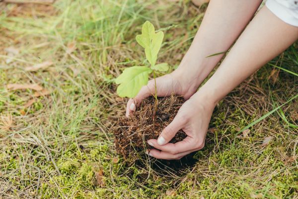Oak Tree Planting in Sioux Falls