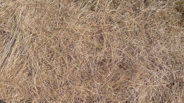 Pine Straw Replacement in Sioux Falls