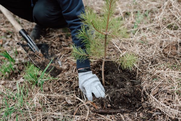 Pine Tree Planting in Sioux Falls
