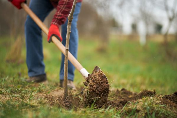 Trees Planting in Sioux Falls
