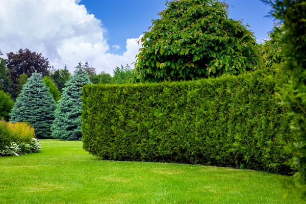 Hedge Landscaping in Sioux Falls