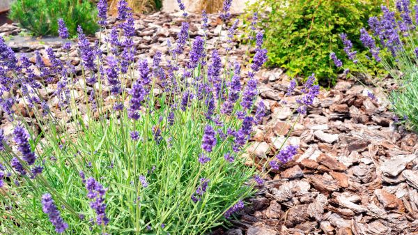 Pine Bark Landscaping in Sioux Falls