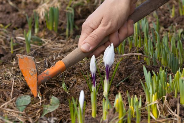 Flower Garden Weeding in Sioux Falls