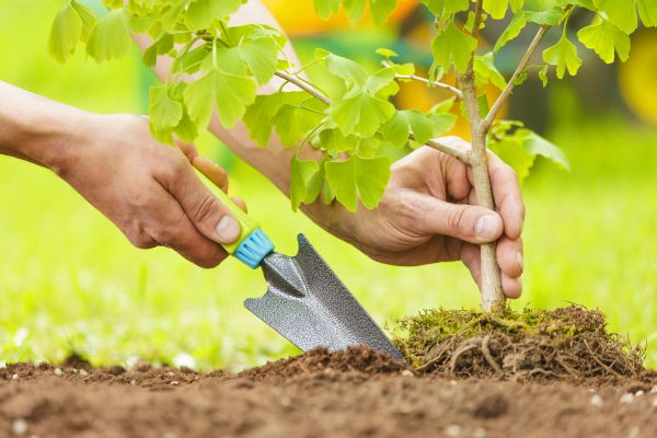 Fruit Tree Planting in Sioux Falls
