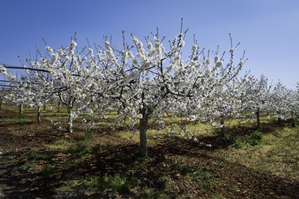 Orchard Planting in Sioux Falls