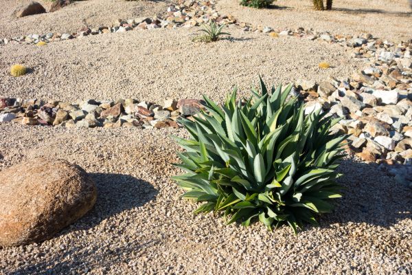 Xeriscaping Service in Sioux Falls
