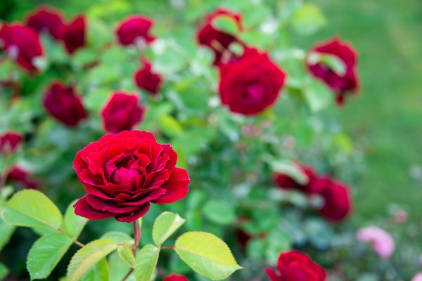 Rose Planting in Sioux Falls
