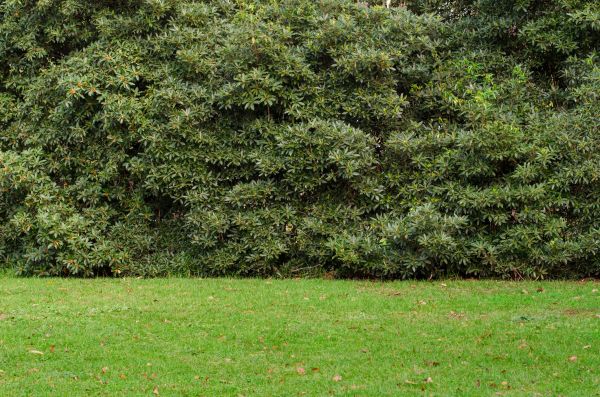 Privacy Hedge Planting in Sioux Falls