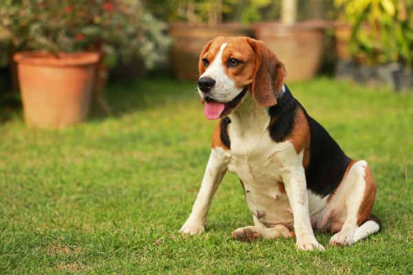 Dog Friendly Landscaping in Sioux Falls