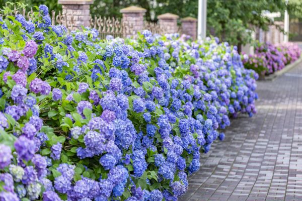 Hydrangea Landscaping in Sioux Falls