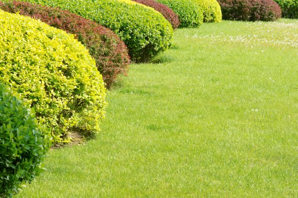Shrubbery Planting in Sioux Falls