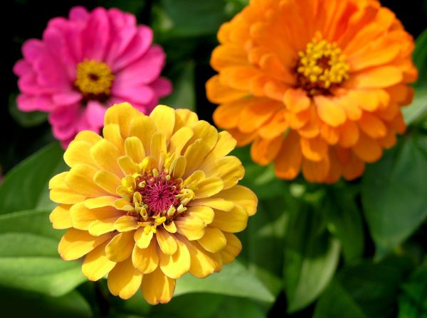 Zinnia Planting in Sioux Falls