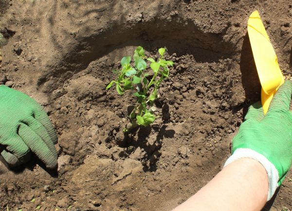 Rose Bush Planting in Sioux Falls