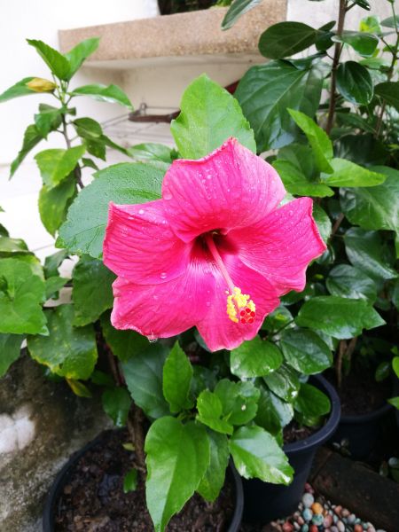 Hibiscus Planting in Sioux Falls