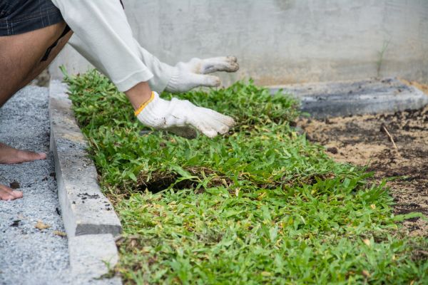 Ground Cover Planting in Sioux Falls