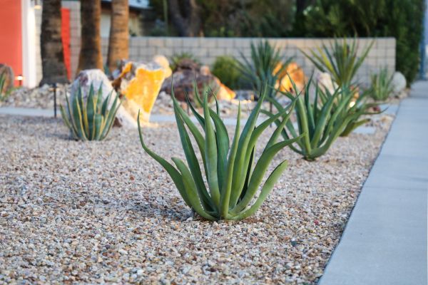 Drought Resistant Landscaping in Sioux Falls