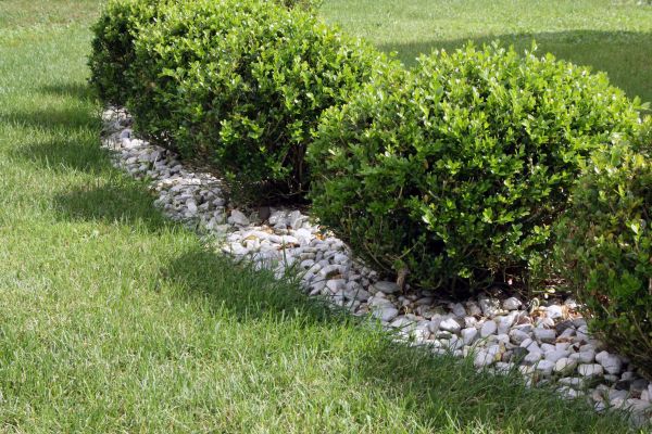 Boxwood Planting in Sioux Falls