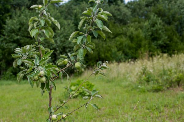 Apple Tree Planting in Sioux Falls