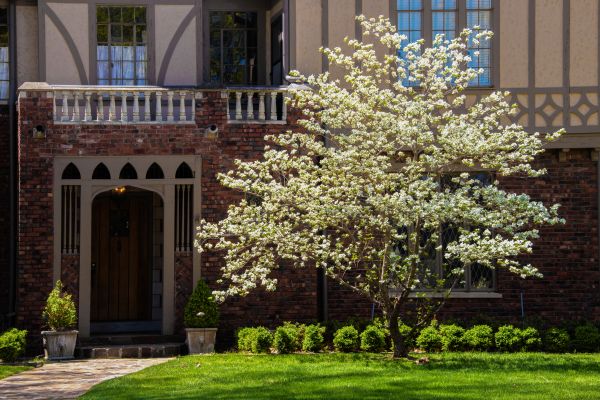 Dogwood Tree Planting in Sioux Falls